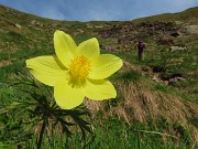 24 Pulsatilla alpina sulphurea (Anemone sulfureo) 